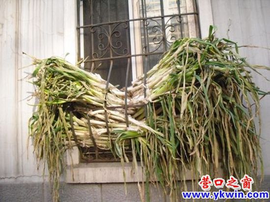 秋風吹 曬菜干  又到一年曬菜時