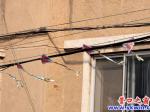 風箏纏電線，誰管