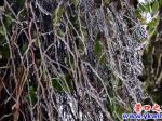 18日雨夾雪，冰雹成冰掛
