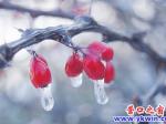 凍雨過后現奇景