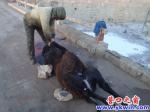 蓋州：路邊現殺活驢實拍（膽小慎入）