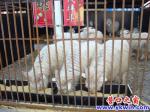 蓋州：購(gòu)物抽獎(jiǎng)能中豬、羊、雞