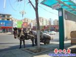 蓋州：公交站點停馬車，小樹竟成拴馬樁
