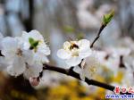 桃花盛開時(shí) 蜜蜂采蜜忙