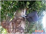 招行門前的大樹，你們痛嗎？