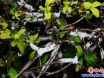 營口市夏天驚現雪后樹掛