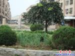 綠色時代區 綠地變菜園