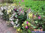 永強居民搞綠化 小區菜園變花壇