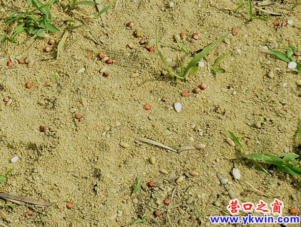鴨島驚現(xiàn)捕鳥人