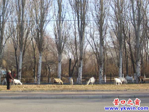 營口市植物園路邊來了9只羊