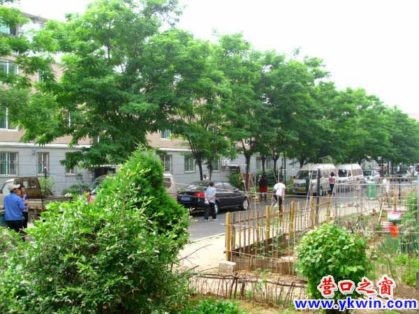 酷暑到來前 小樹成綠蔭