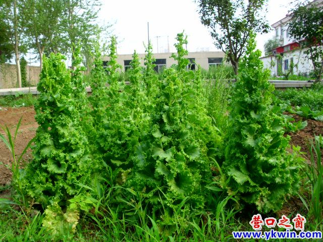 營(yíng)東新城：生菜可以長(zhǎng)成樹(shù)？