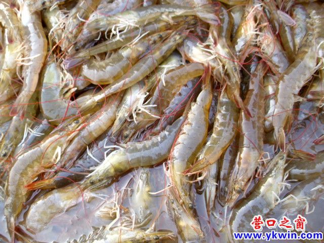 養(yǎng)殖對蝦八級跳 一直跳到嘴里邊