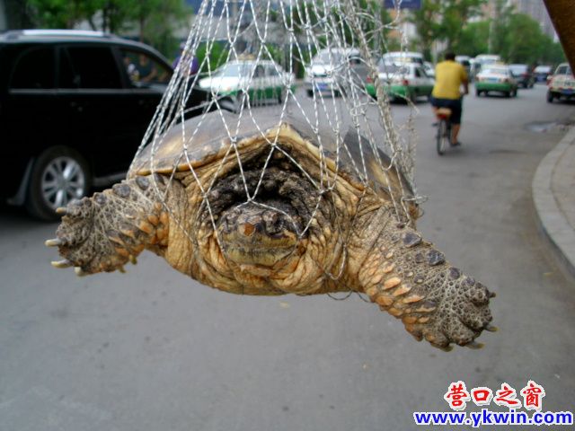 河龜危在旦夕 誰來救它一命