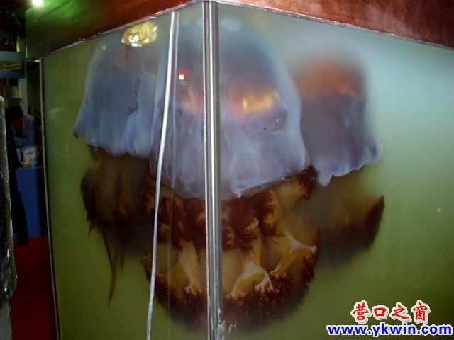 營口市第五屆農(nóng)博會之水產(chǎn)篇