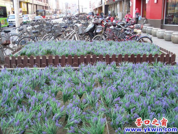 營口市：兩池“芳草”提前發芽