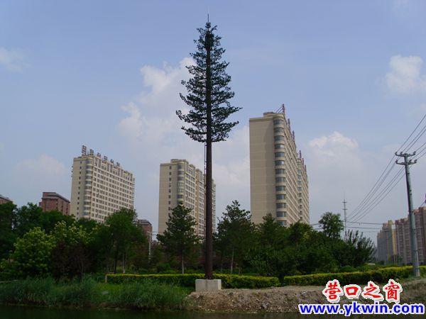 水泥座上“長(zhǎng)”出一顆參天大樹