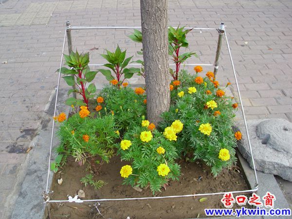 鮮花圍繞路邊樹