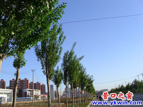 東外環(huán)樹(shù)榮 公園路樹(shù)枯