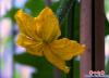 鮮花讓小區“靚起來”4