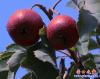 山楂樹(shù)2