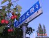 山楂樹(shù)6