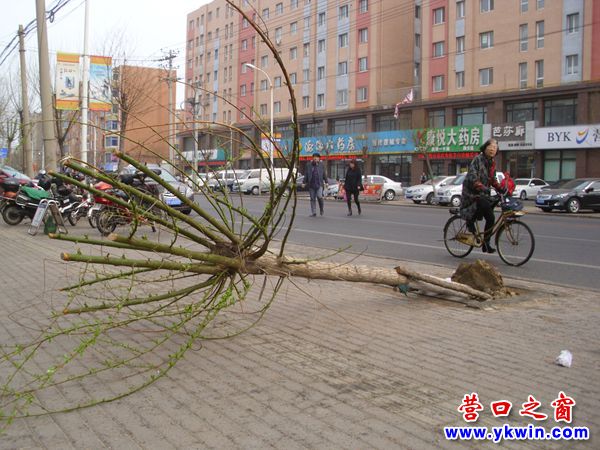 營口今年倒下第一棵樹