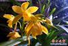 花2