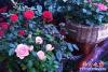 花7