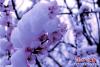 桃花雪花爭艷2