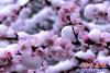 桃花雪花爭艷3