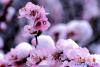 桃花雪花爭艷4