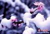 桃花雪花爭艷5