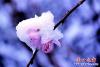 桃花雪花爭艷6