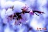 桃花雪花爭艷8