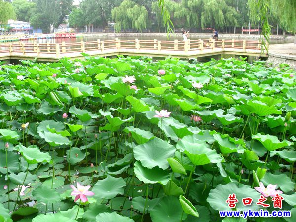 營口城市美了，楞嚴(yán)寺公園荷花怒放