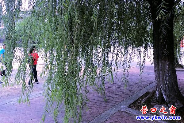 “長發”垂地   路邊柳樹盼理發