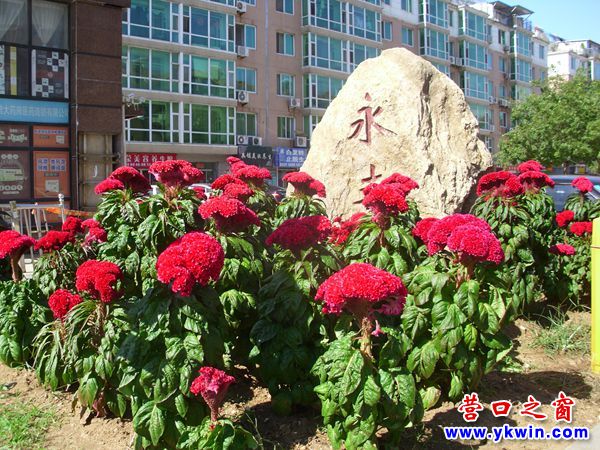 營口市渤海明珠小區西大門盛開雞冠花