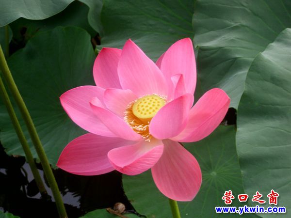 營(yíng)口楞嚴(yán)寺公園：今年最后一朵荷花今晨開放