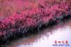 紅海灘5