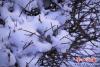 第一場雪5