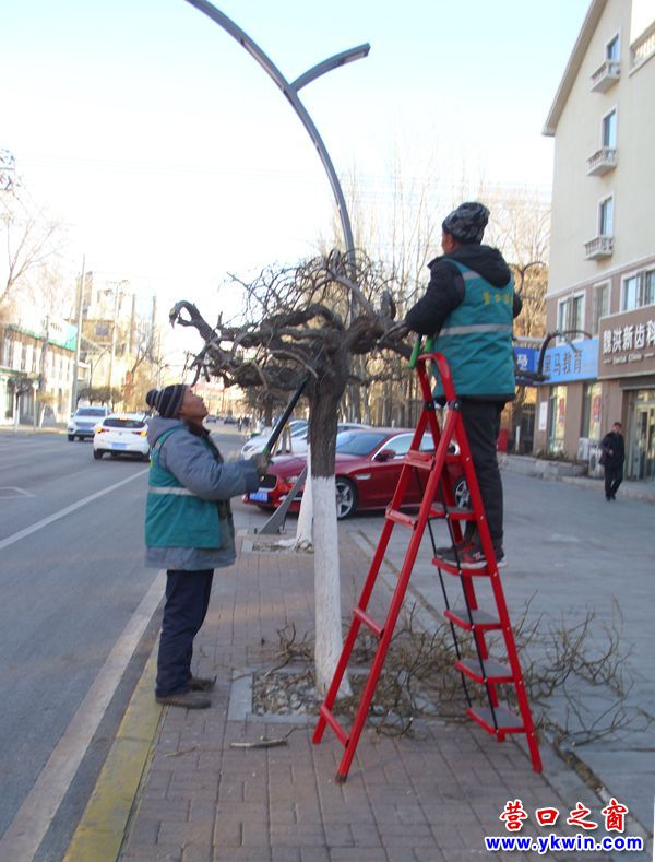 新年前，園丁為街邊小樹“理發”