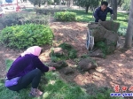 公園鋪設(shè)草坪  請(qǐng)您愛(ài)心呵護(hù)