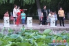 荷花6