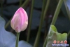 荷花4