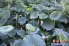 荷花2