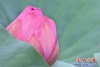 荷花5