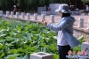 荷花7