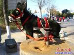 “小毛驢”磨花椒面 不待揚鞭自奮蹄