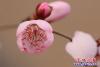 桃花2
